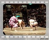 sumo fight