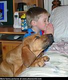 dog.jpg image by shellymack67